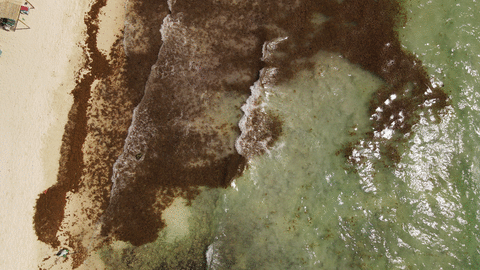 Animacion marea marron